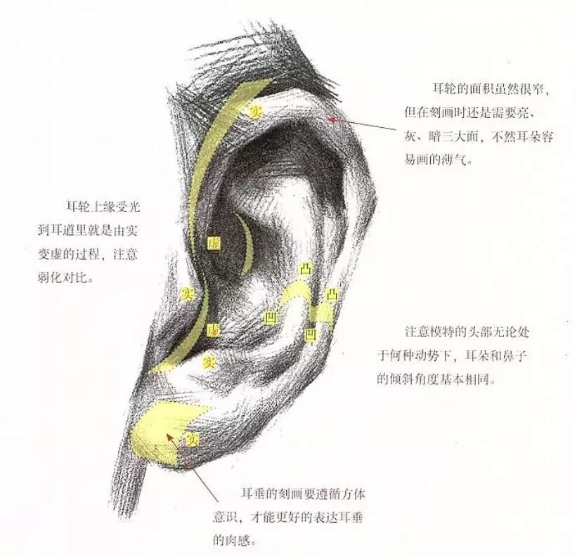 素描頭像中畫耳朵的方法與技巧